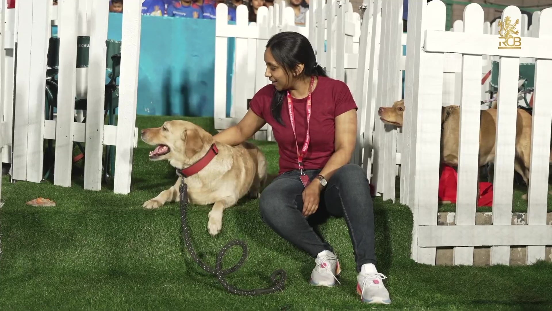 Dogout At The Chinnaswamy Stadium For Our Furry Friends