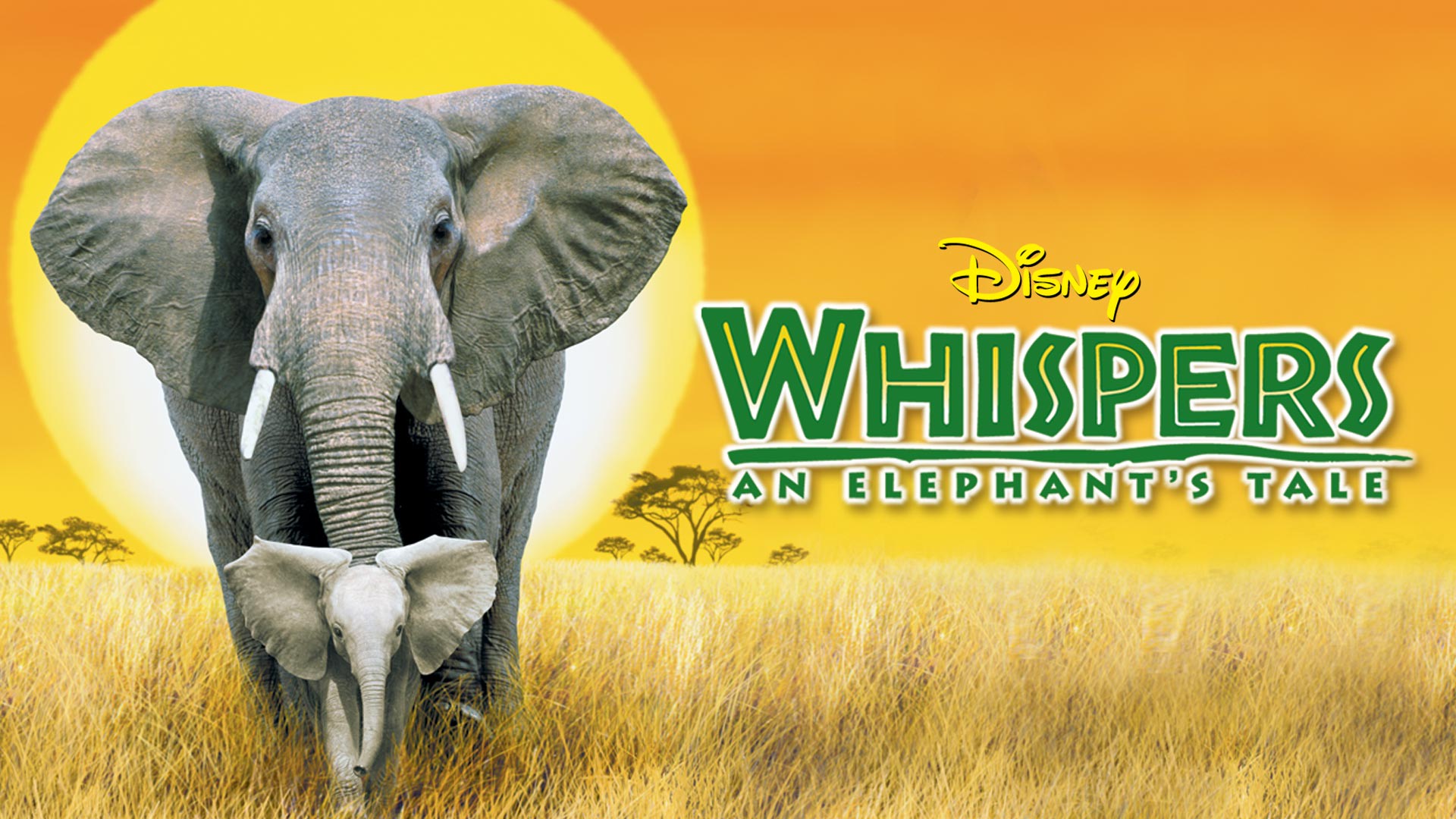 Whispers: An Elephant's Tale