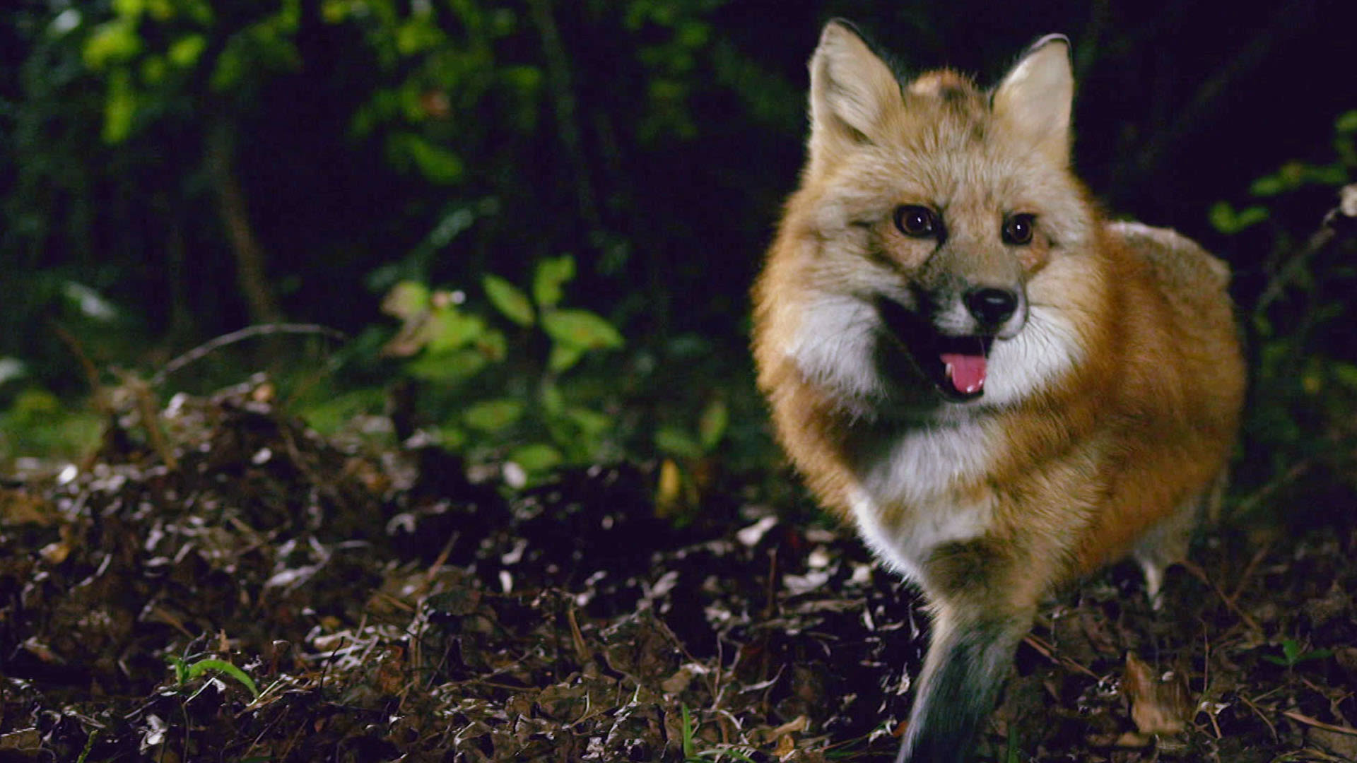Nonton Sleepy Hollow Season 1 Episode 6 - Sleepy Hollow di Disney+