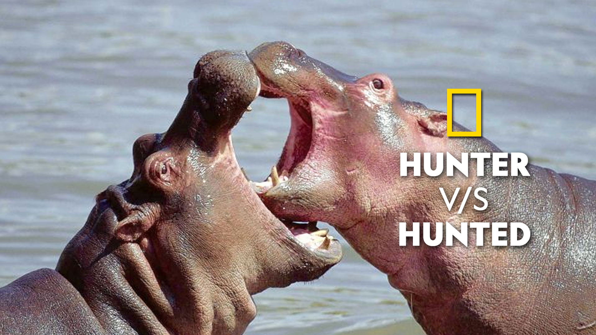 Watch All Seasons Of Hunter Vs Hunted On Disney Hotstar