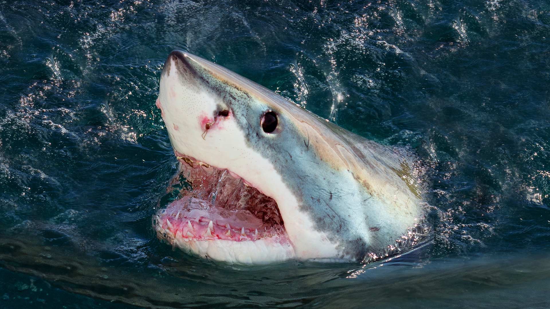 When Sharks Attack on Disney+ South Africa | English Reality Series