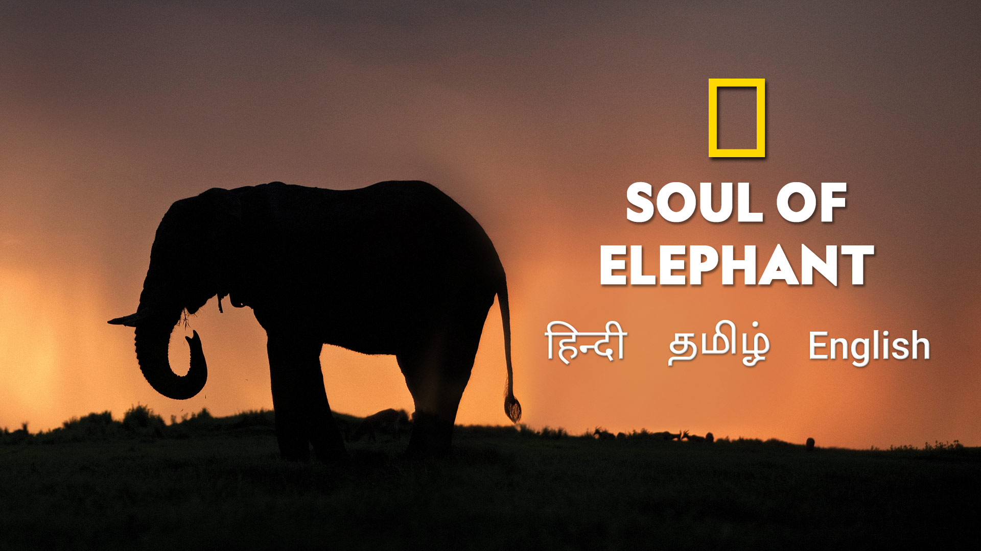 Soul of the Elephant