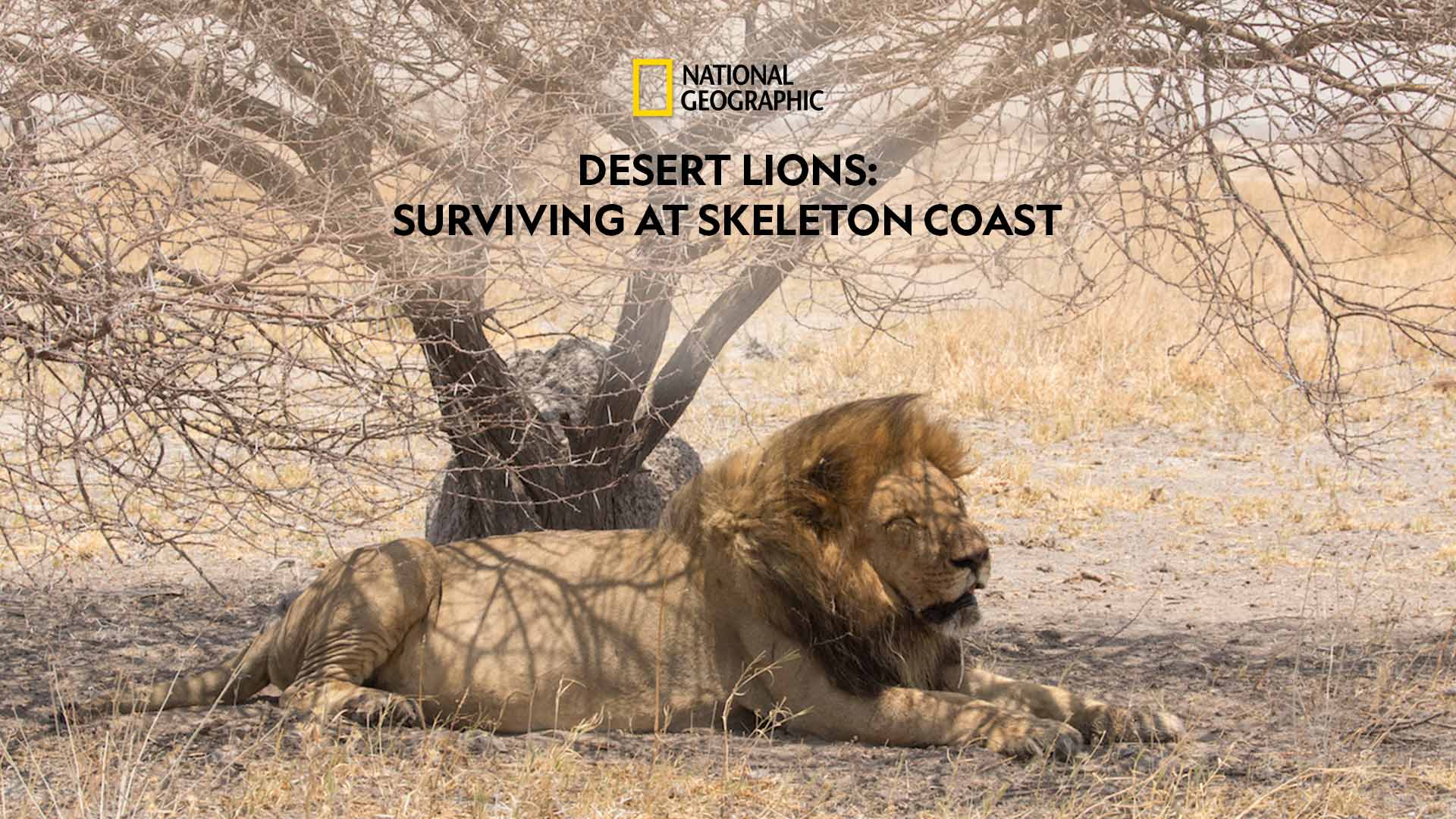 Desert Lions : Surviving at Skeleton Coast