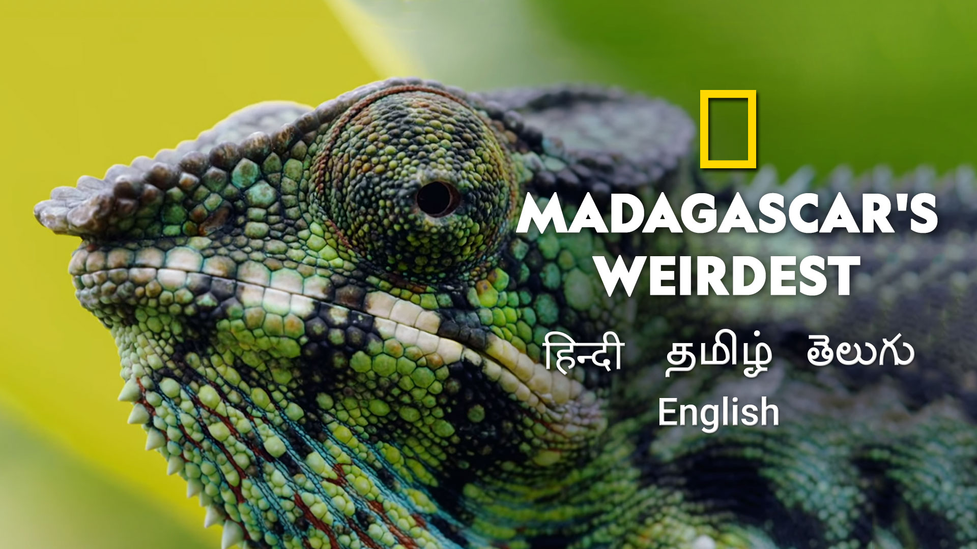 Madagascar's Weirdest