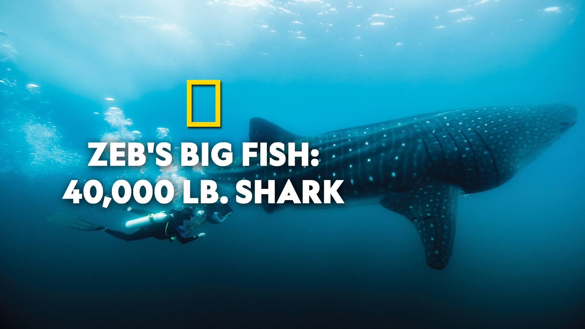 Zeb's Big Fish: 40,000 Lb. Shark