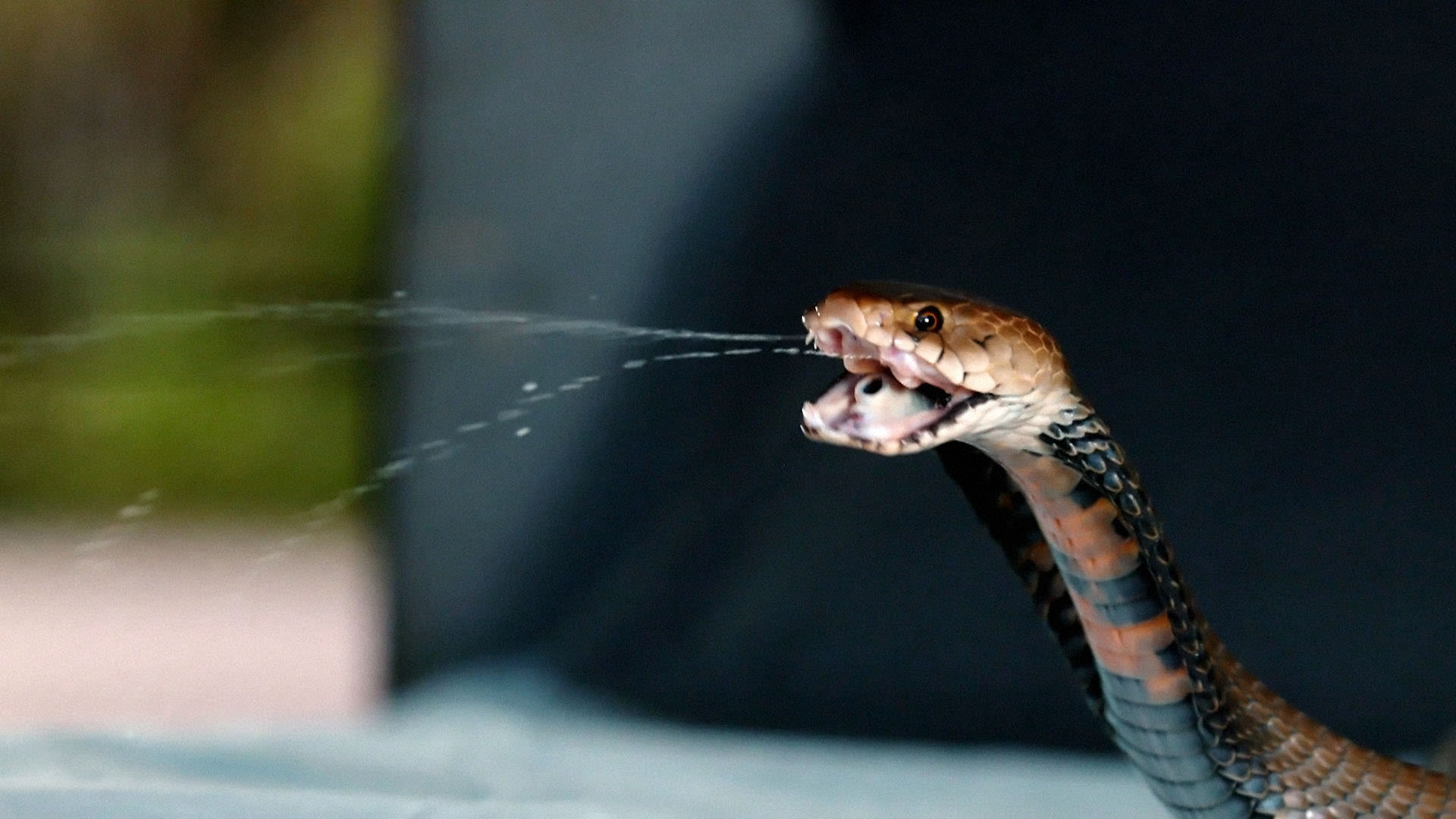 Watch Snakes In The City S10 Episode 3 on JioHotstar