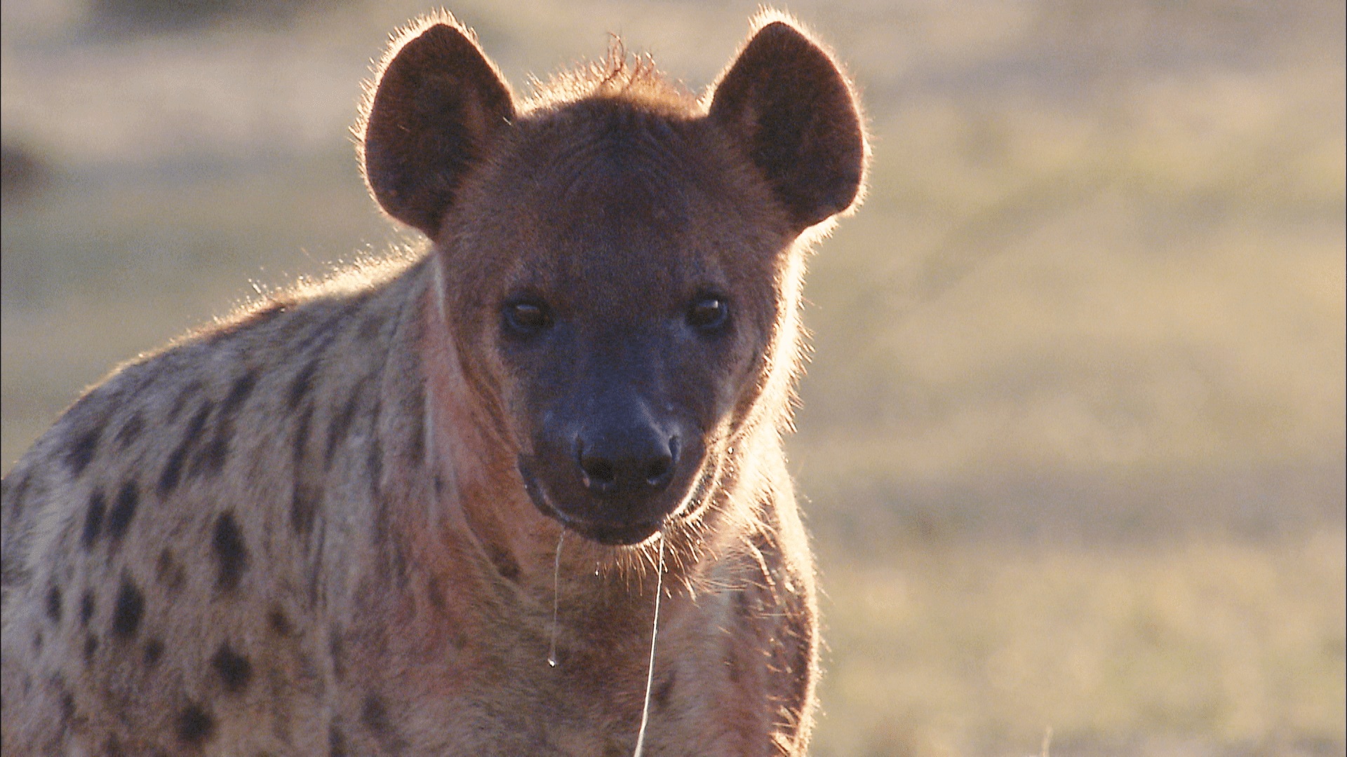 Watch Africa S Deadliest S6 Episode 1 On Disney South Africa English