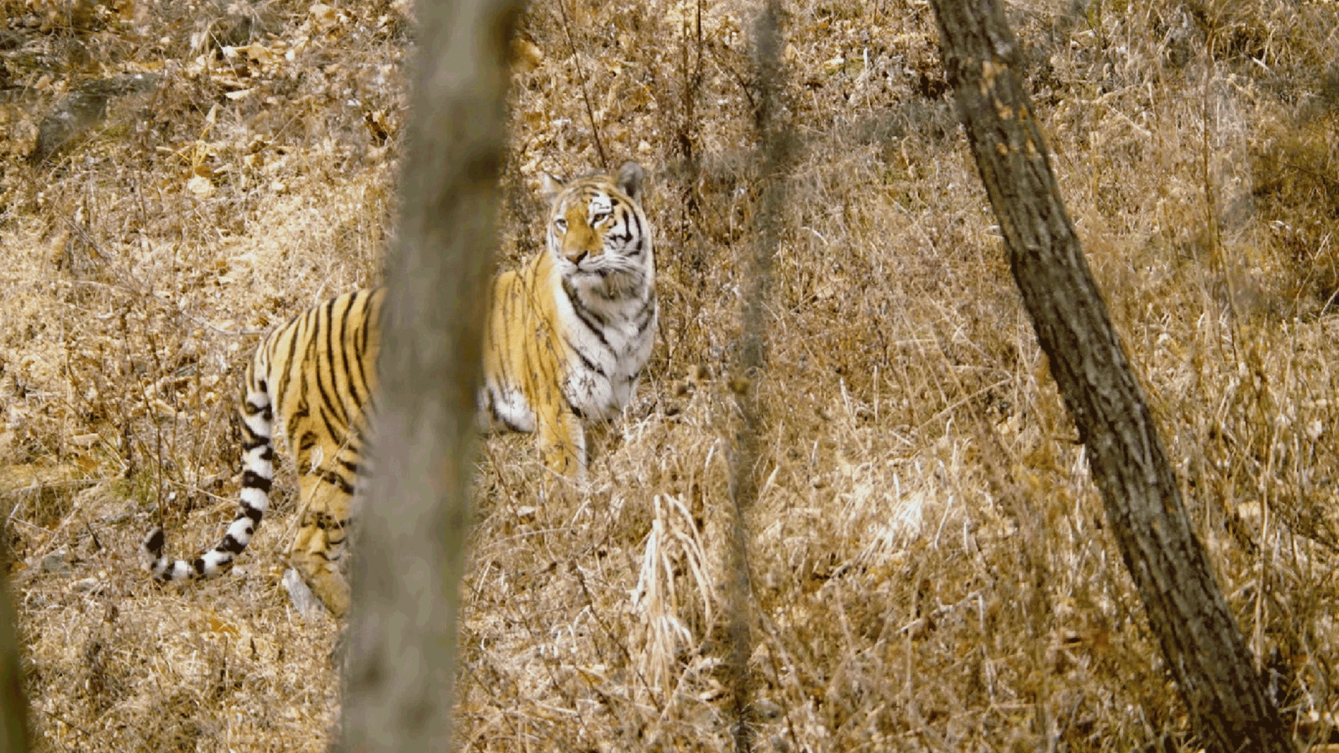 watch-wild-russia-s1-episode-4-on-disney-south-africa-english-french