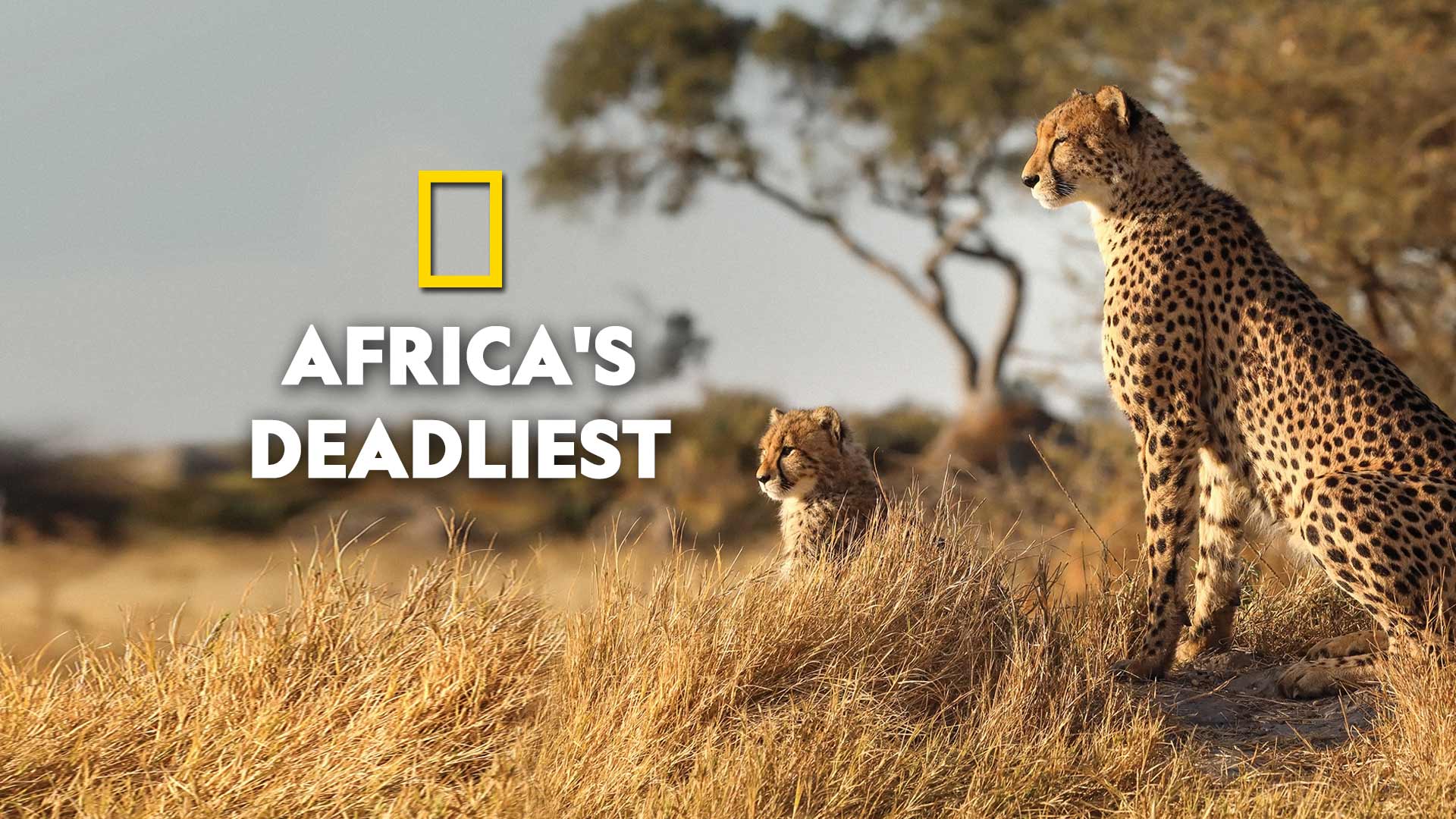 Watch A Clip From Africa S Deadliest Trailer On Disney