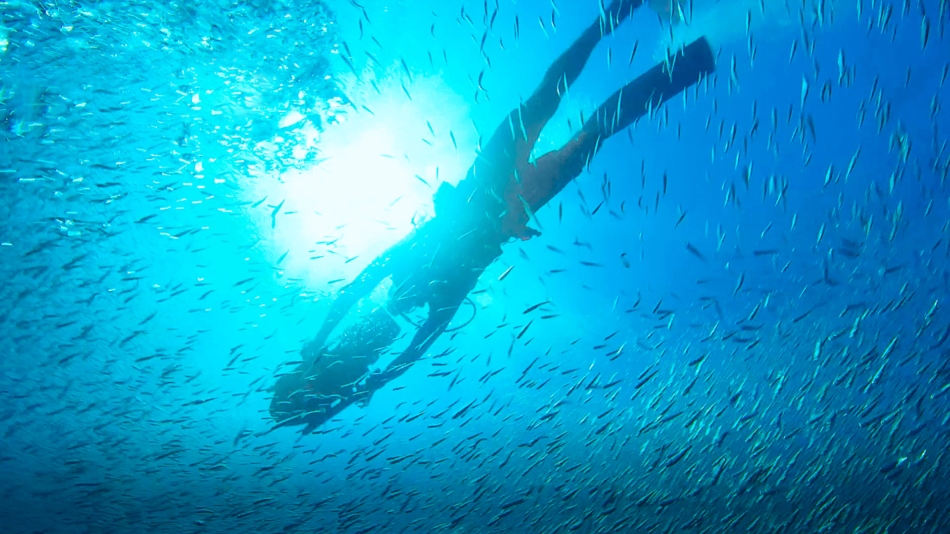 Epic Adventures with Bertie Gregory - Disney+