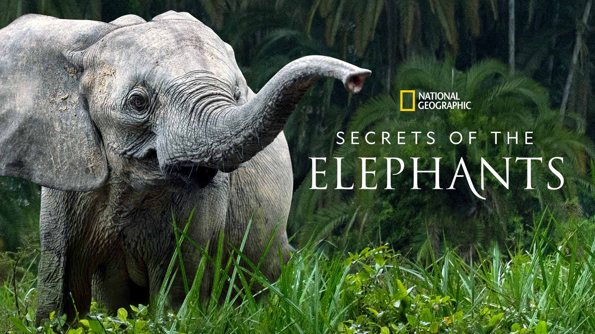 Secrets of the Elephants