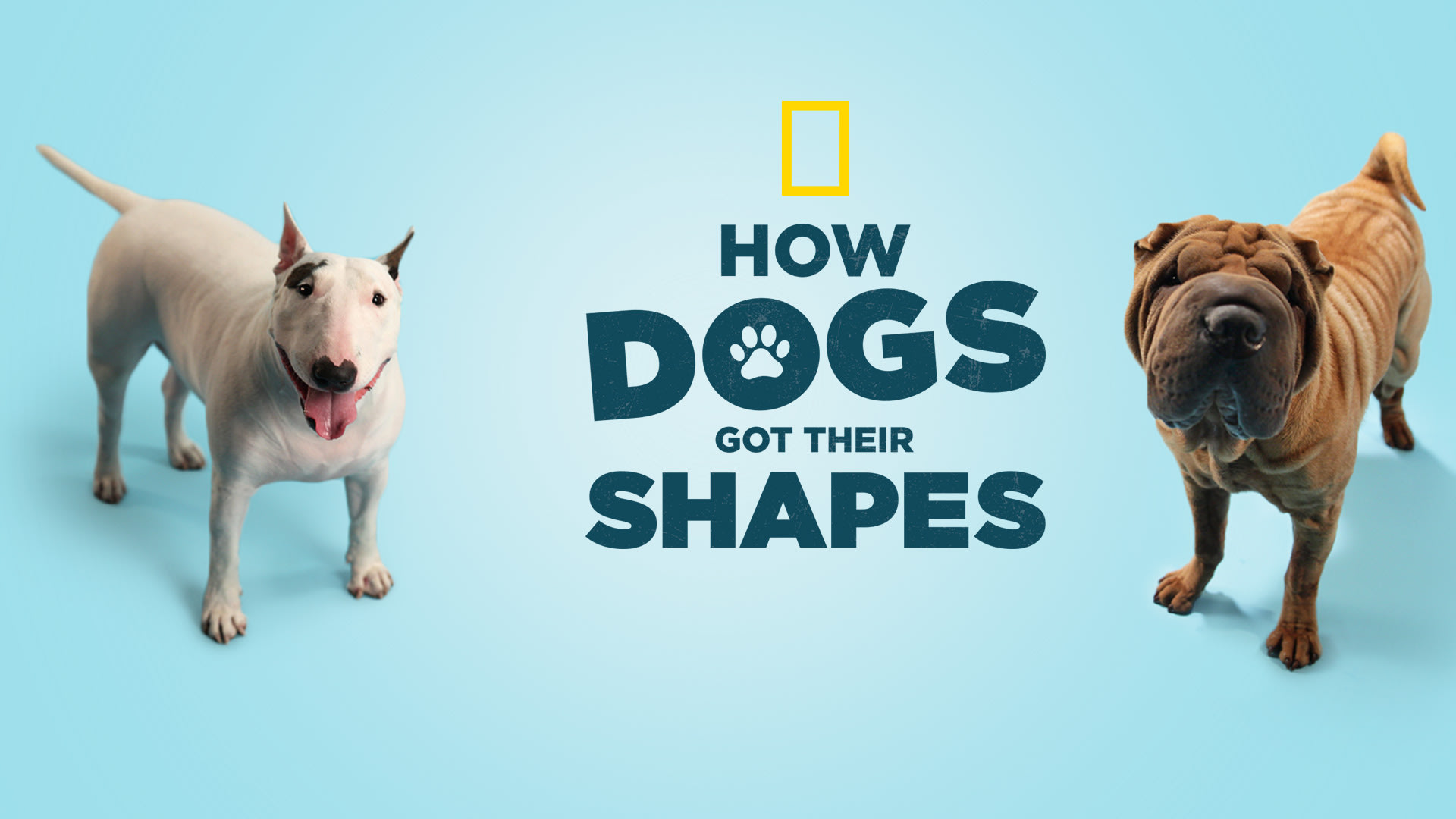 How Dogs Got Their Shapes