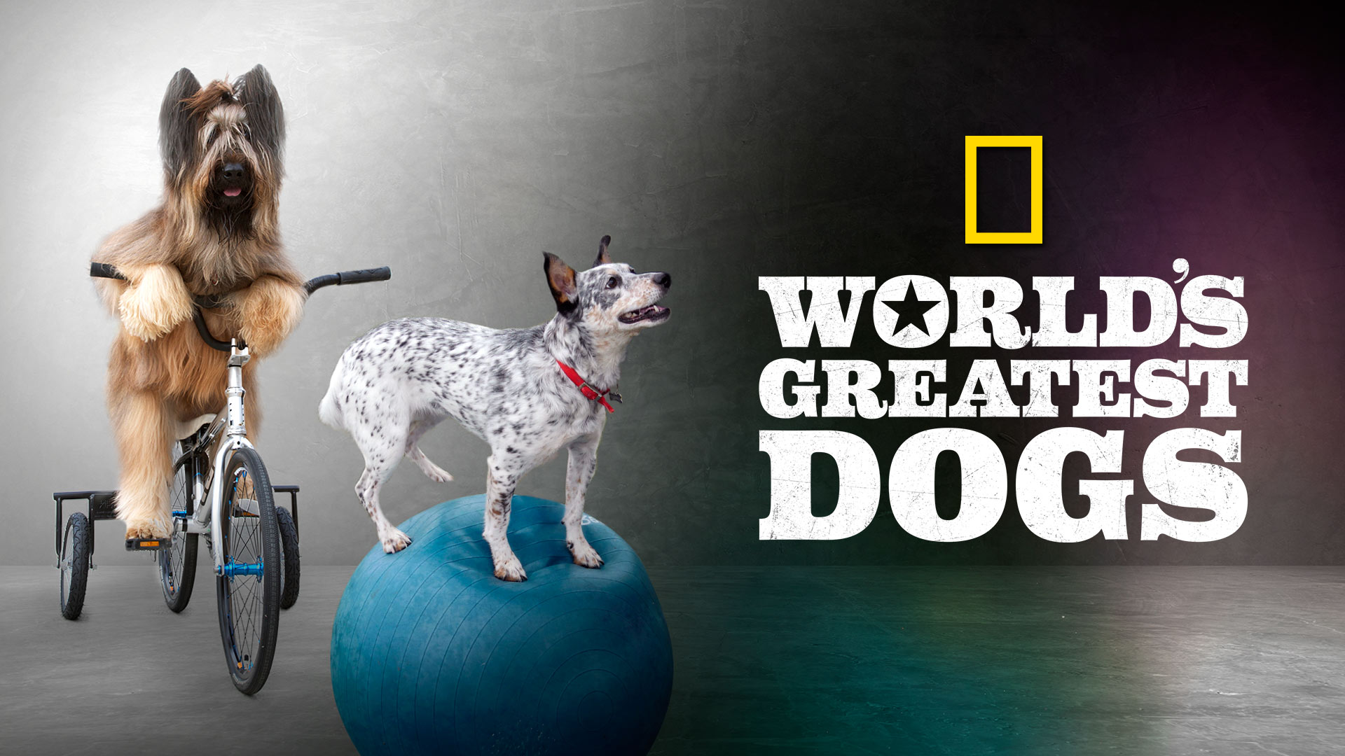 World's Greatest Dogs