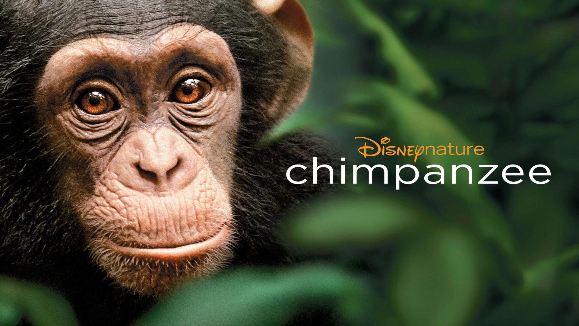 Chimpanzee