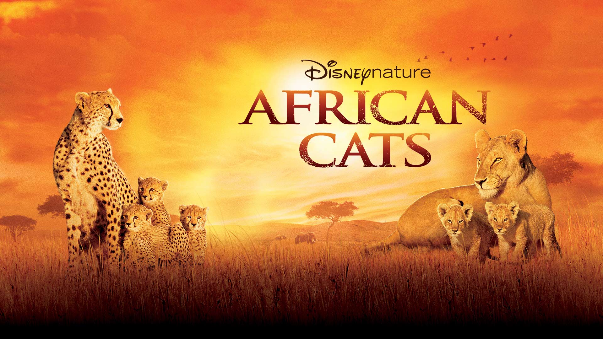 Watch Movie African Cats Online only on Watcho,