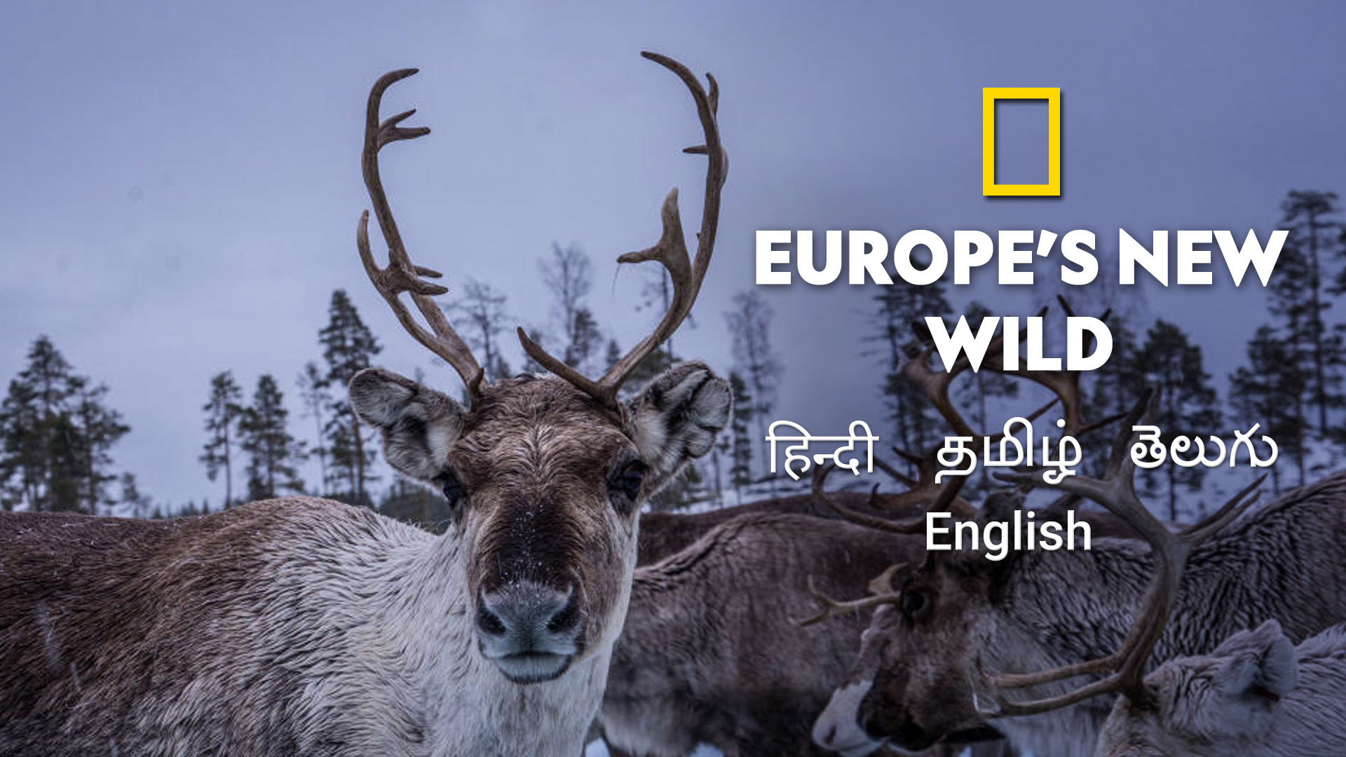 Europe's New Wild