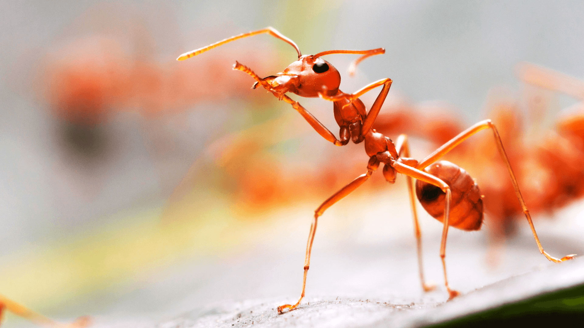 Ant Design A Upload Season