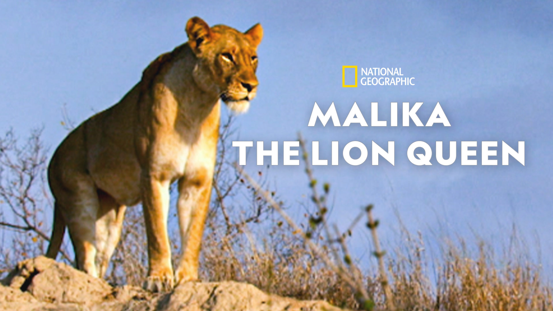 Malika The Lion Queen