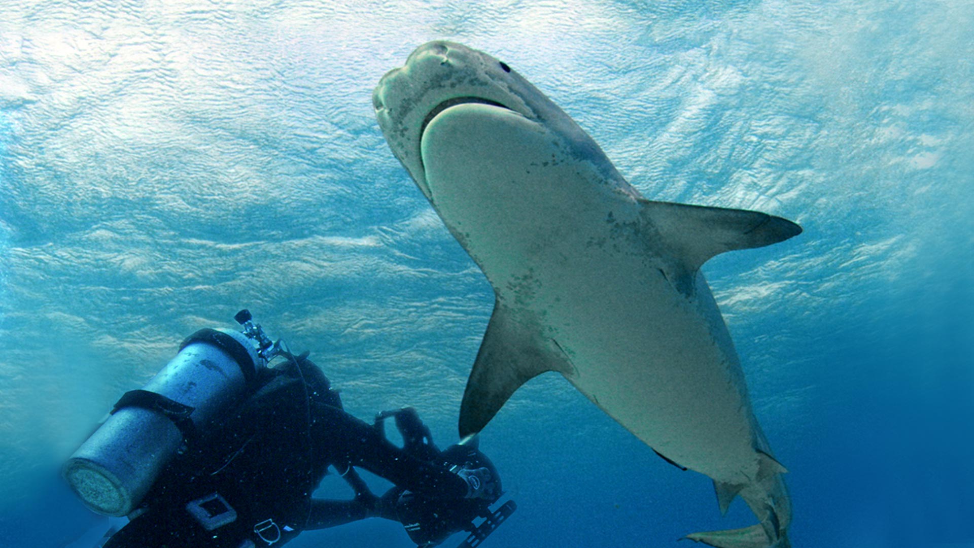 Man Vs. Shark Disney+ Hotstar