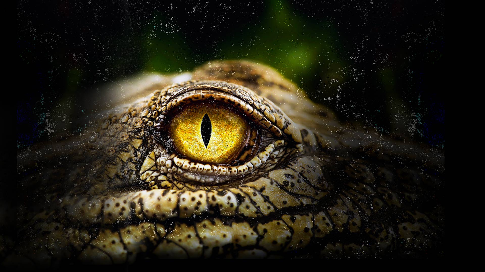Crocodiles Revealed Disney+ Hotstar
