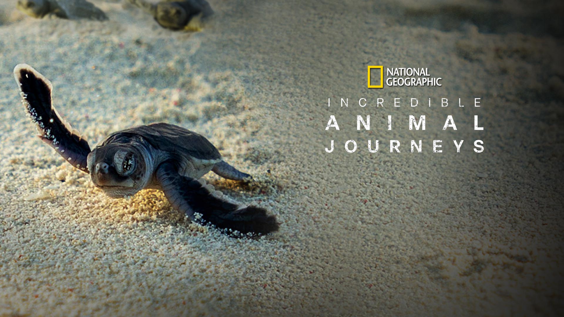 Incredible Animal Journeys