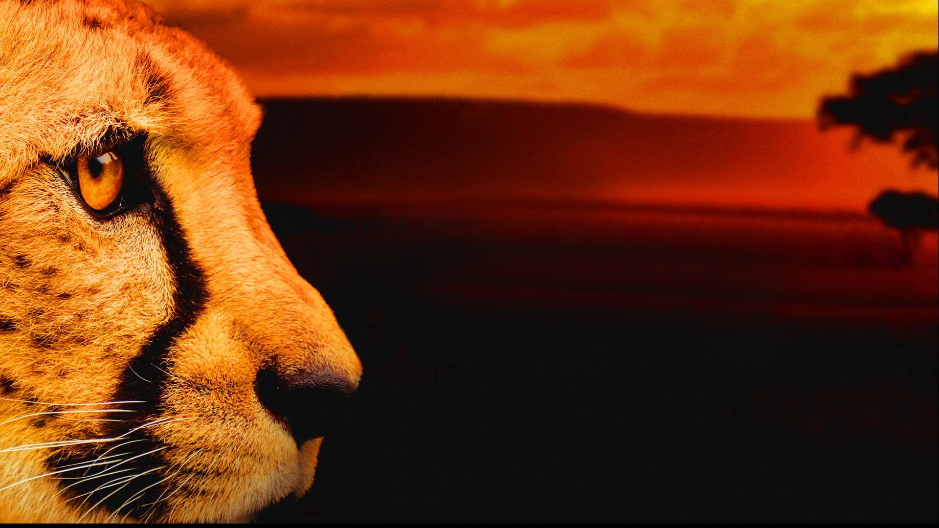 Africa S Deadliest Disney