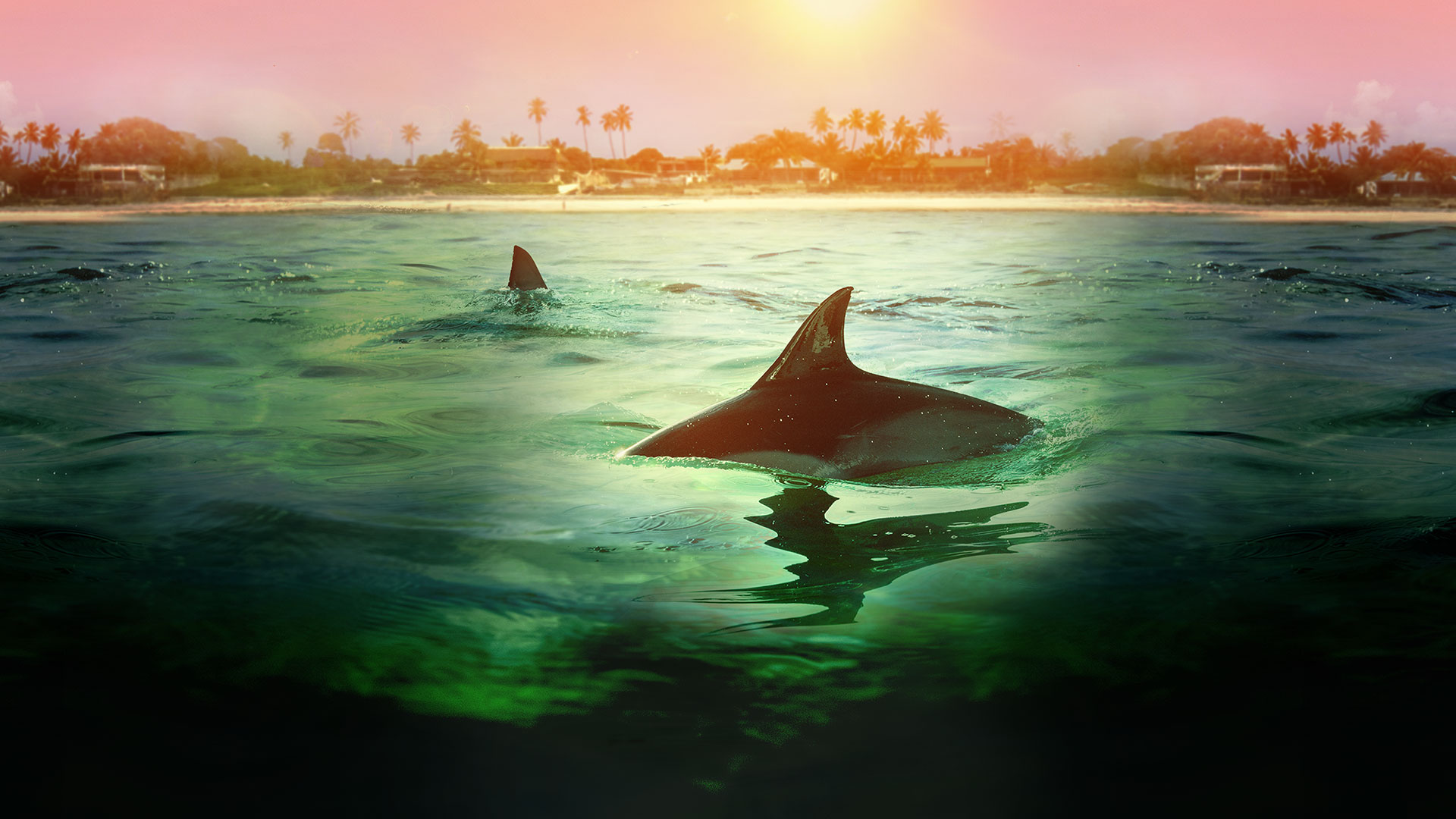 stream-sharks-vs-dolphins-bahamas-battleground-movie-on-disney-hotstar