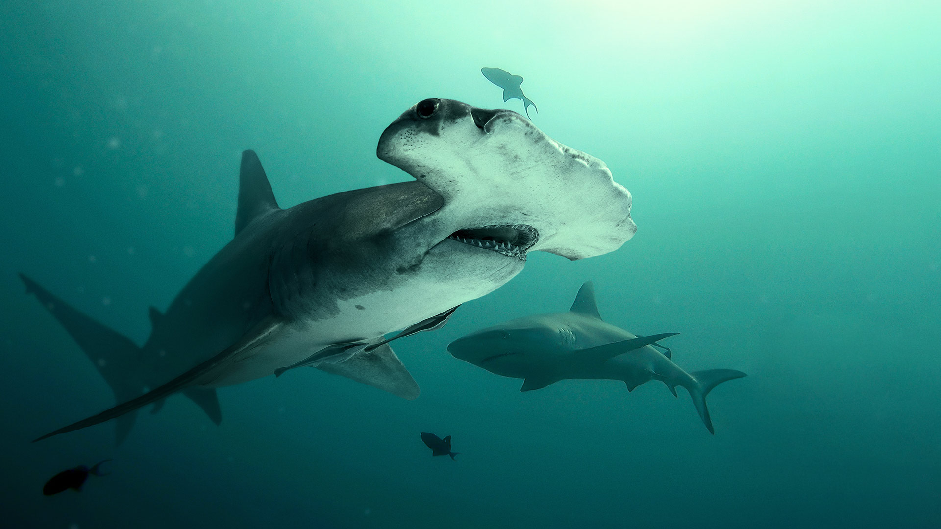 Bull Shark vs. Hammerhead - Disney+ Hotstar