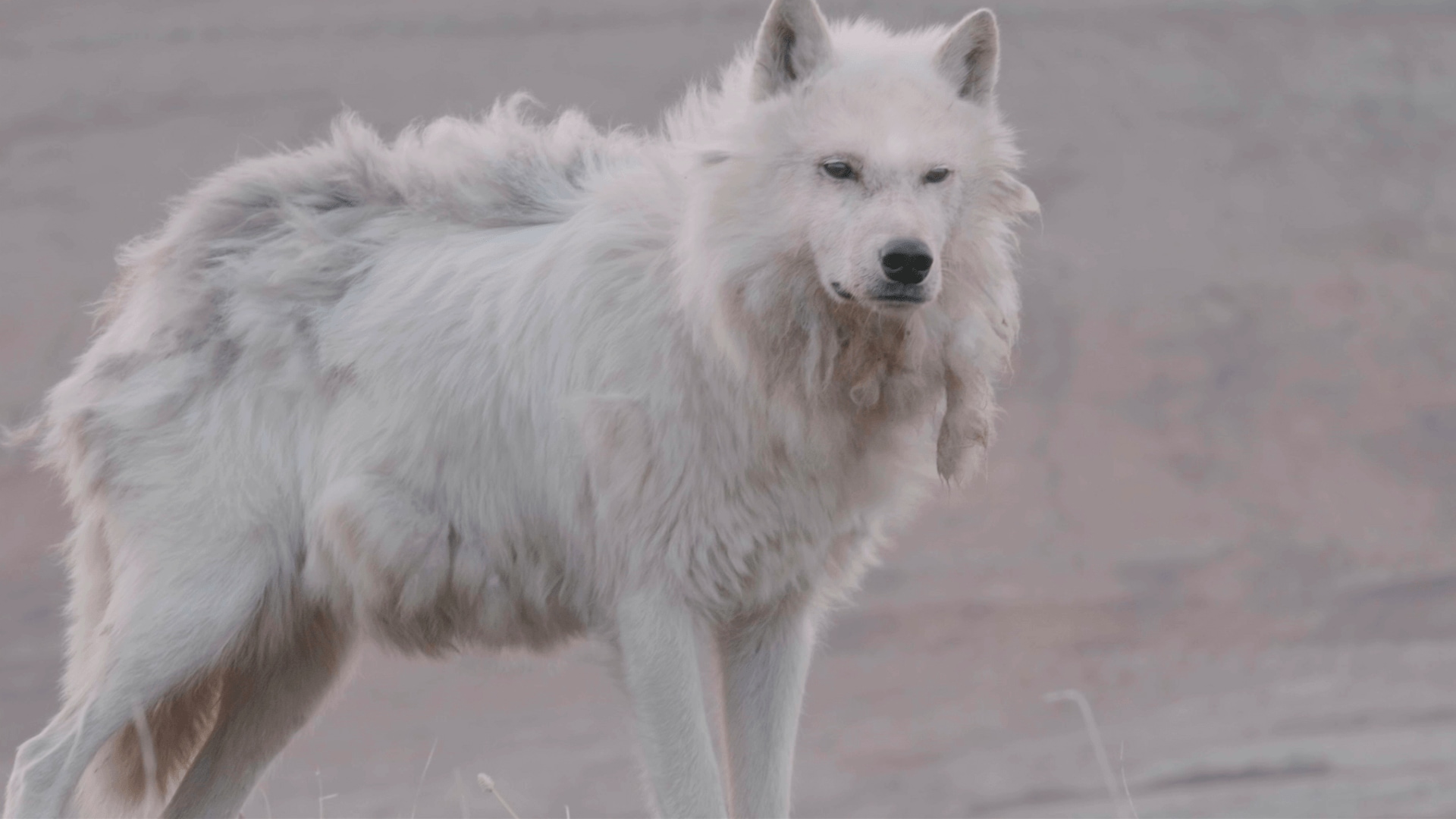 Kingdom of the White Wolf Disney+