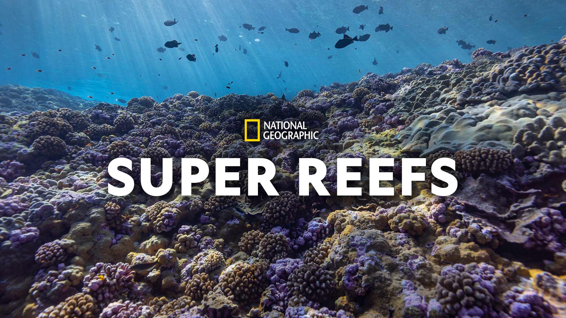 Super Reefs