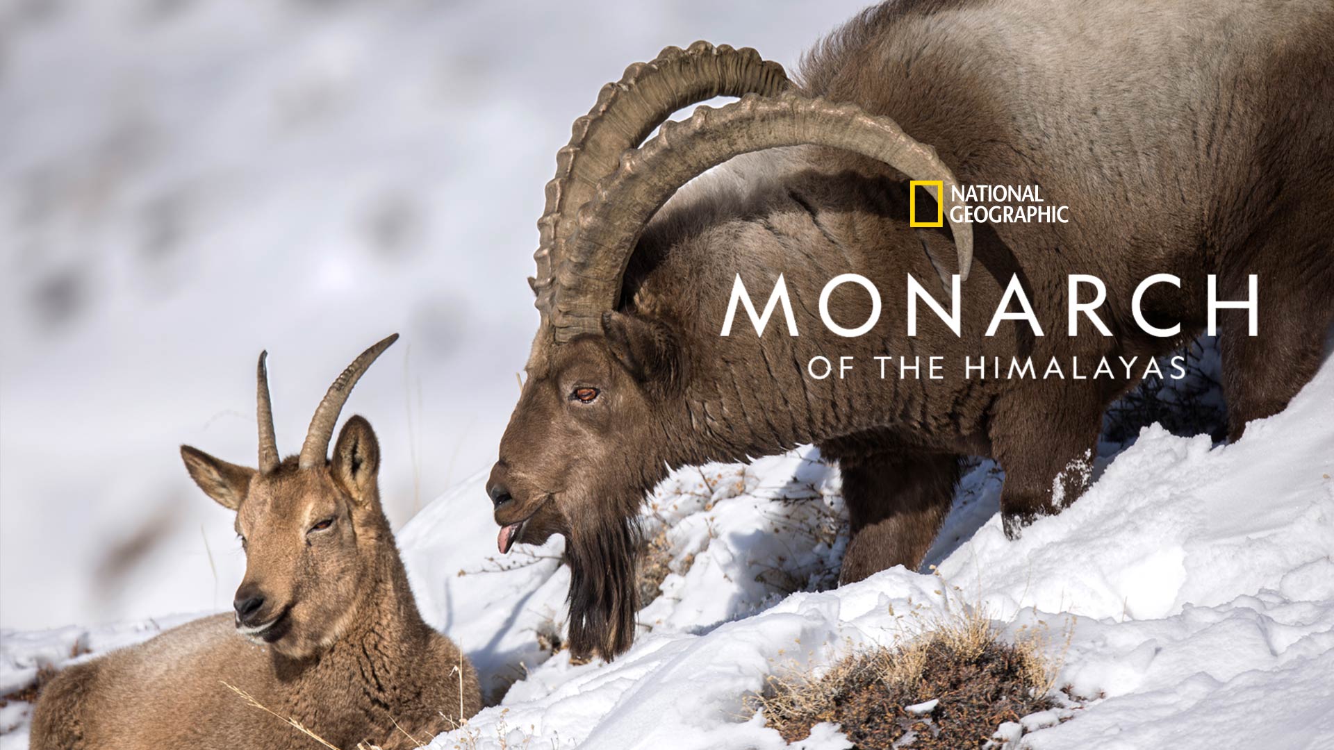 Monarch of the Himalayas