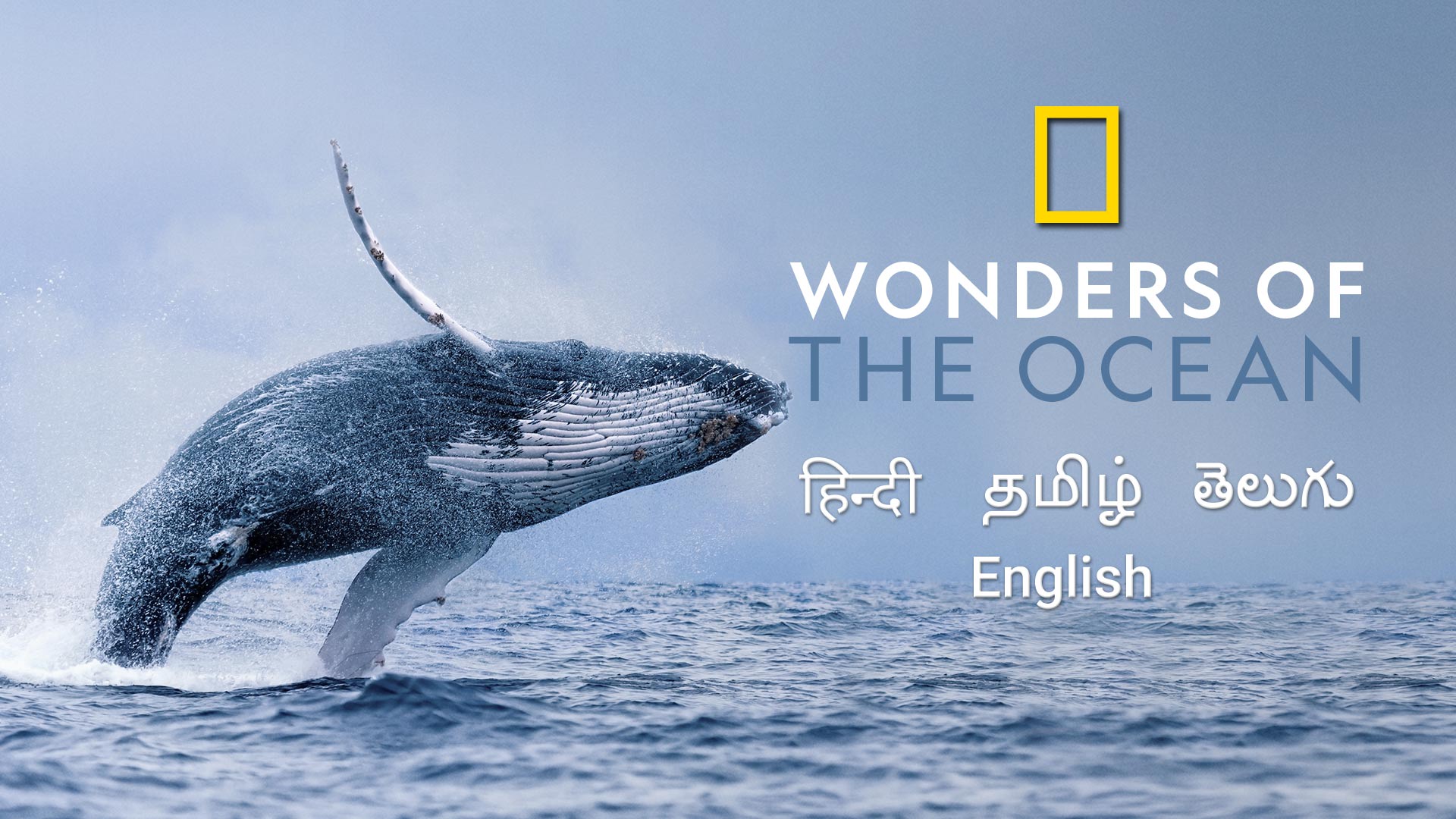 Wonders of the Ocean