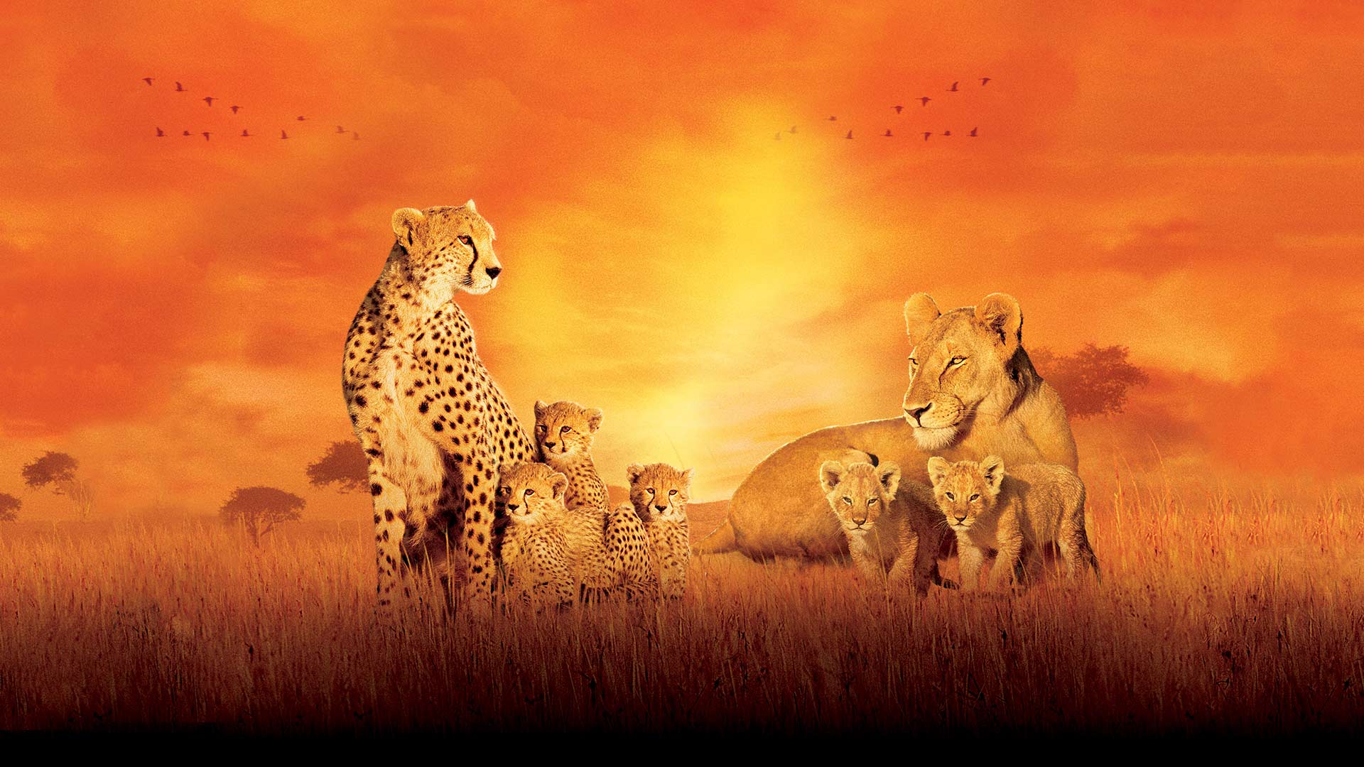 disneynature-african-cats-disney