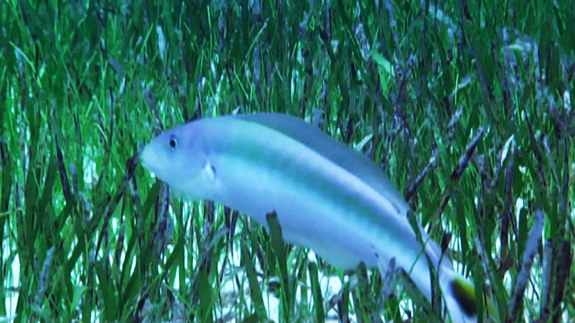 What Sam Sees Disney+