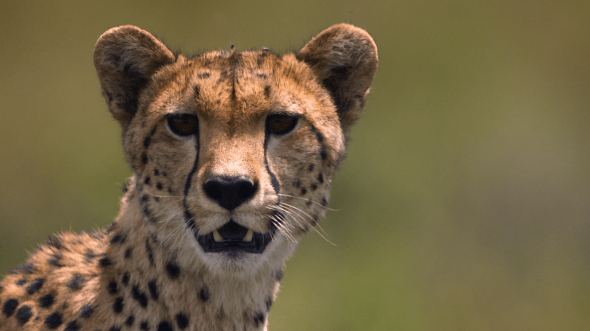 Watch Great Migrations S1 Episode 6 On Disney Egypt English German