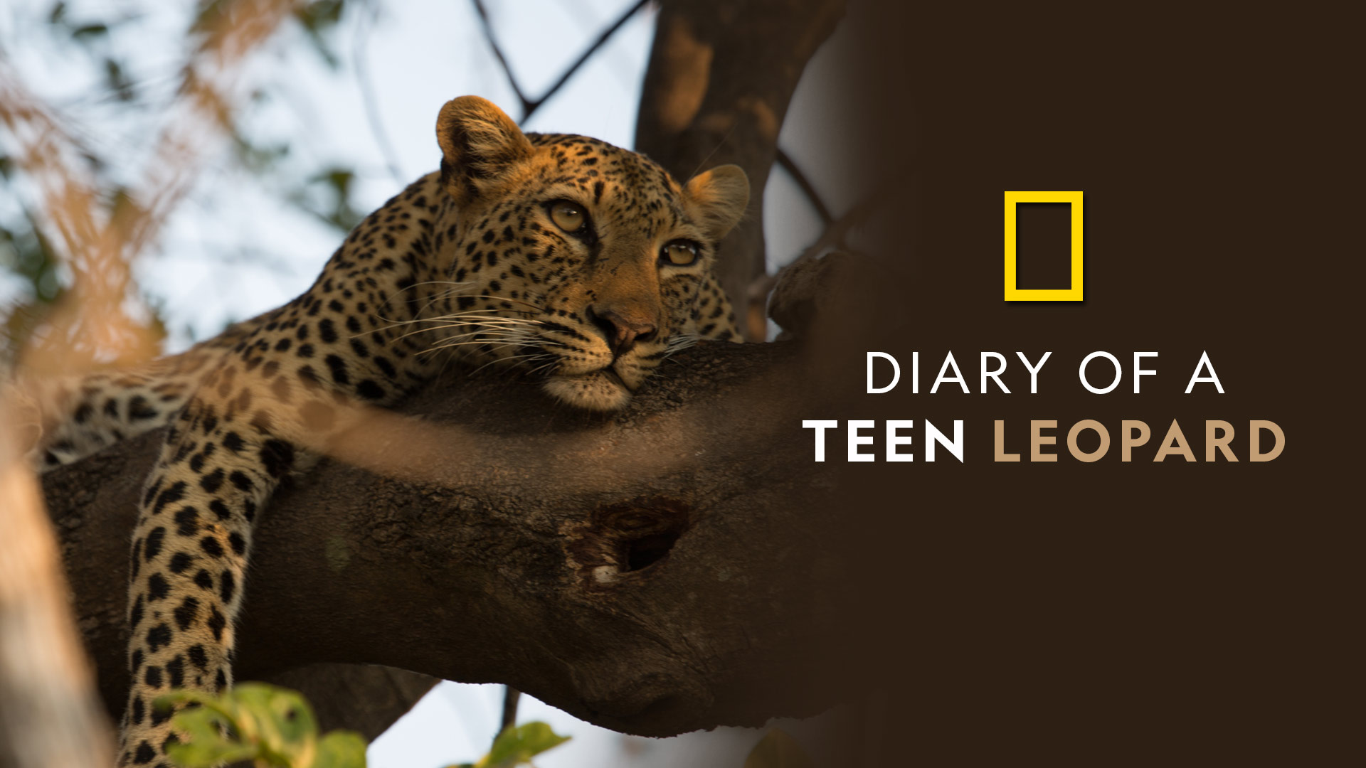 Diary Of A Teen Leopard