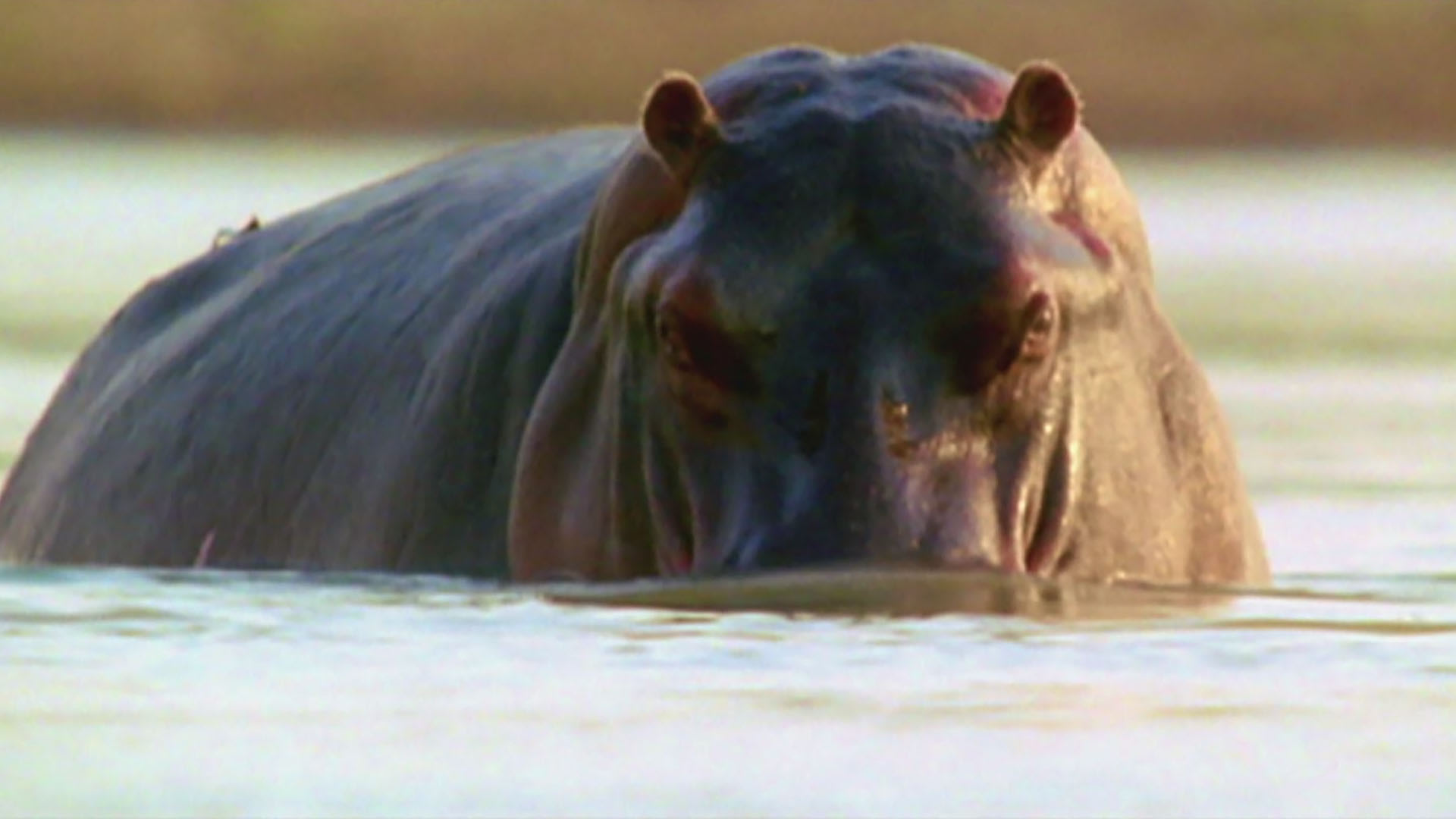 Watch Ultimate Predators S2 Episode 2 On Disney Hotstar