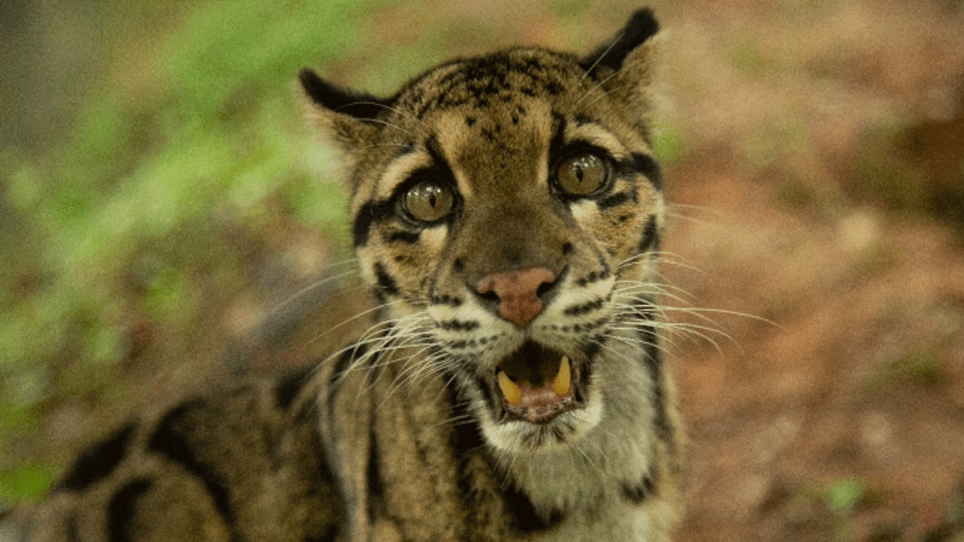 wild cats of india