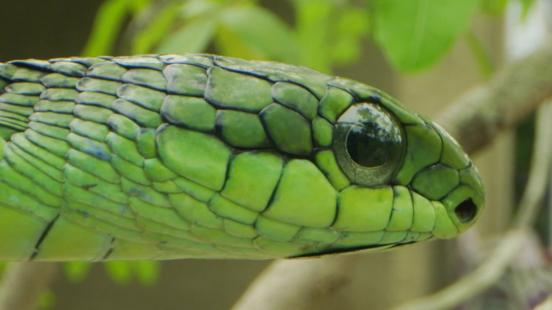 Watch Snakes In The City S12 Episode 1 on JioHotstar