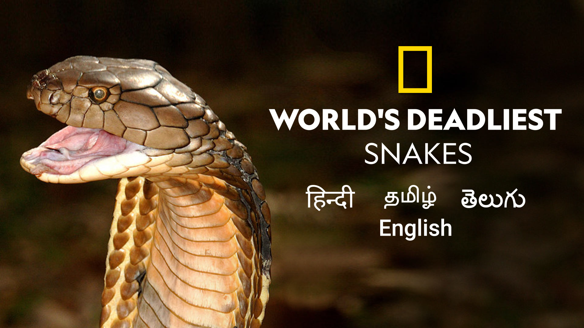 World's Deadliest Snakes