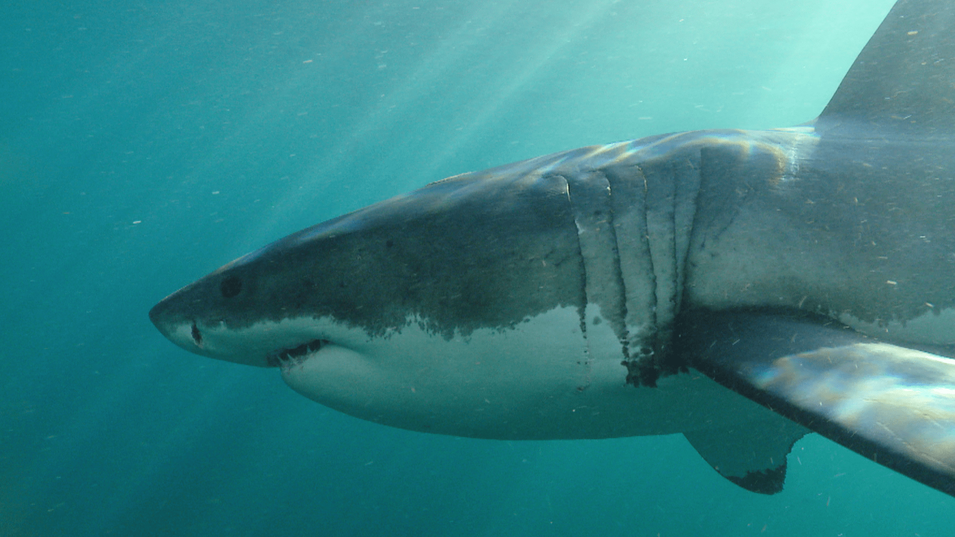 Watch Africa S Deadliest S7 Episode 2 On Disney South Africa English