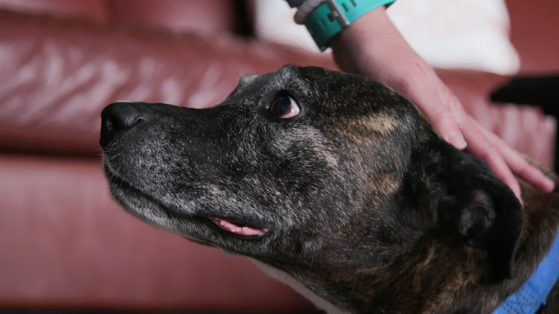 Watch Rocky Mountain: Animal Rescue S1 Episode 1 on JioHotstar